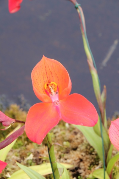 Disa-Orchidee   053.jpg